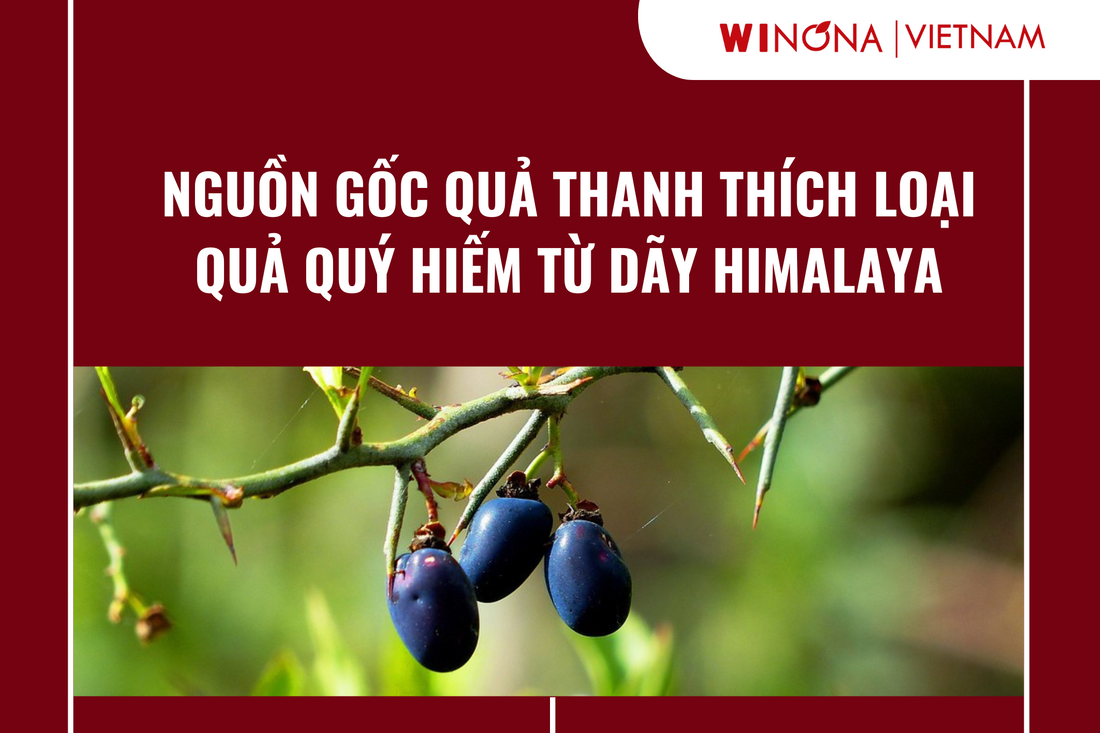 Nguồn gốc quả thanh thích – Loại quả quý hiếm từ dãy Himalaya
